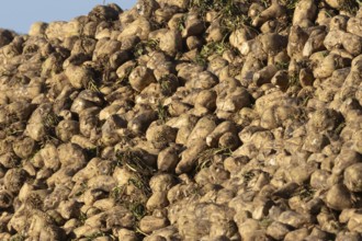 Sugar beet (Beta vulgaris) crop plant roots in a clamp or pile after harvest, England, United