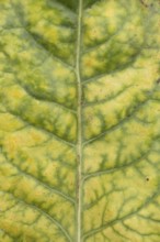 Sugar beet (Beta vulgaris) crop plant leaf in a farm field infected with virus yellows plant