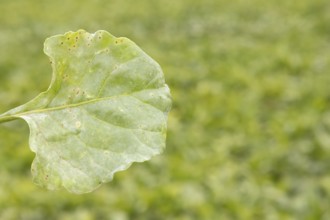 Sugar beet (Beta vulgaris) leaf with Rust (Uromyces betae) and Powdery mildew (Erysiphe betae)