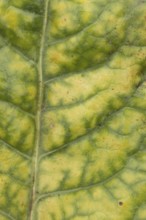 Sugar beet (Beta vulgaris) crop plants in a farm field infected with virus yellows plant pathogen,