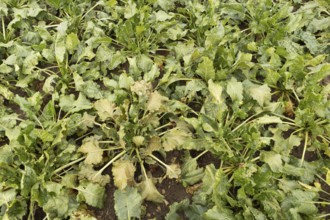 Sugar beet (Beta vulgaris) crop plants in a farm field with one plant with Rust (Uromyces betae)