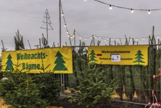 Sale of Christmas trees at a stand in Bad Wimpfen. Bad Wimpfen, Baden-WÃ¼rttemberg, Germany