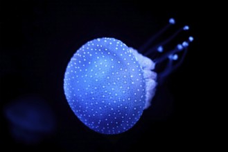 Bioluminescent Jellyfish Phyllorhiza punctata white-spotted jellyfish aka floating bell, Australian