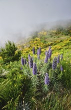 Madeira landscape with Pride of Madeira flowers and blooming Cytisus shrubs and mountains in clouds