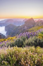 View from Pico do Arieiro of mountains over clouds with Pride of Madeira flowers and blooming