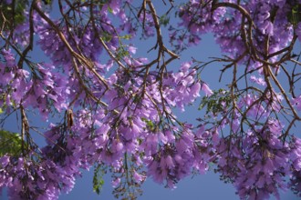 Vibrant jacaranda tree displays stunning purple blooms under a clear blue sky in Lisbon, capturing