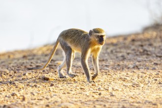 Vervet Monkey (Cercopithecus aethiops) South Luangwa NP Zambia August