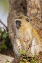 Vervet Monkey (Cercopithecus aethiops) eating some fruit South Luangwa NP Zambia August