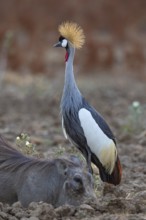 Crowned Crane (Balearica regulorum) and Worthog searching food South Luangwa NP Zambia August