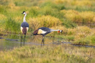 Crowned Crane (Balearica regulorum) courtship behavier South Luangwa NP Zambia August
