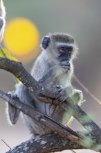 Vervet Monkey (Cercopithecus aethiops) South Luangwa NP Zambia August