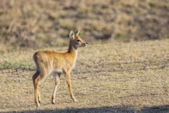 Puku (Kobus vardoni) fawn Zambia August