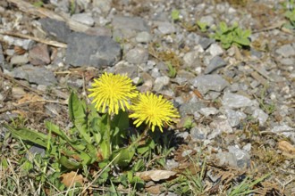 Dandelion (Taraxacum), yellow flowers at the edge of a field path, spring, Wilnsdorf, North