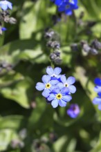 Marsh forget-me-not (Myosotis palustris), true forget-me-not in bloom in spring, close-up,