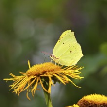Lemon butterfly (Gonepteryx rhamny) on a yellow flower of a Great Telekie (Telekia speciosa),