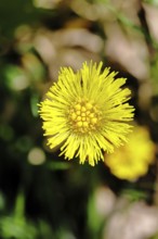 Coltsfoot (Tussilago farfara), close-up of a flower, Wilnsdorf, North Rhine-Westphalia, Germany