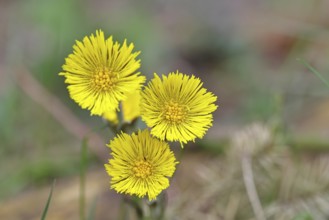Coltsfoot (Tussilago farfara), close-up of a group of flowers by the wayside, spring, Wilnsdorf,