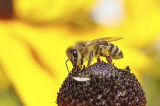 European honey bee (Apis mellifera), collecting nectar from a flower of the yellow coneflower