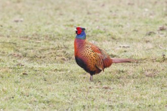 Pheasant, hunting pheasant (Phasianus colchicus), adult male bird in a meadow, wildlife, Lembruch,