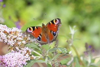 Peacock butterfly (Inachis io) sucking nectar on butterfly bush (Buddleja davidii), in a natural