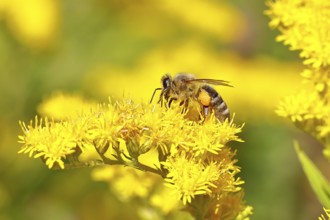 European honeybee (Apis mellifera), with pollen pellets, collecting nectar from a goldenrod