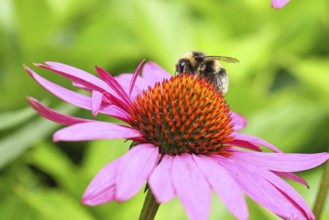 Earth bumblebee (Bombus terrestris), collecting pollen on a flower of the purple coneflower