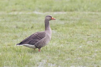 Grey goose (Anser anser) on a moor, DÃ¼mmer, Lake DÃ¼mmer, Ochsenmoor, HÃ¼de, Lower Saxony, Germany