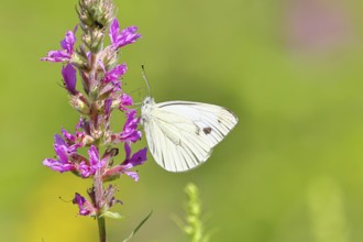 A Cabbage butterfly (Pieris brassicae) sucking nectar on the flower of the purple loosestrife