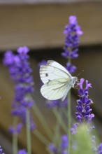 A Cabbage butterfly (Pieris brassicae) sucking nectar on the flower of true lavender (Lavandula