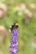 Ground bumblebee (Bombus terrestris), on a lavender flower (Lavandula angustifolia), macro