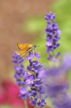Large skipper (Ochlodes venatus), collecting nectar from a flower of Common lavender (Lavandula