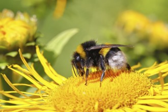 Earth bumblebee (Bombus terrestris), collecting nectar on a yellow flower of a Great Telekie