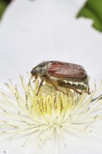Cockchafer, field cockchafer (Melolontha melolontha), female on a clematis flower, Wilnsdorf, North