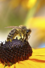 European honey bee (Apis mellifera), collecting nectar from a flower of the yellow coneflower