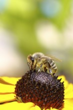 European honey bee (Apis mellifera), collecting nectar from a yellow coneflower (Echinacea