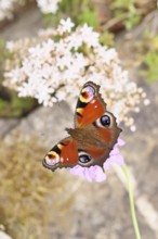 Peacock butterfly (Inachis io) sucking nectar on butterfly bush (Buddleja davidii), in a natural