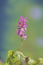 Hollow larkspur (Corydalis cava), inflorescence in a beech forest, spring, Wilnsdorf, North