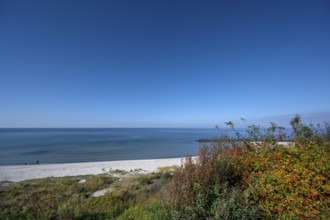 Baltic Sea beach of Ahrenshoop, on the right a rose bush with red rose hips, DarÃŸ,