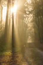 A hilly forest path illuminated by golden sunrays, morning fog, warm light, flooded with light,