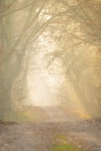 A hilly forest path illuminated by golden sunrays, morning fog, warm, soft light, flooded with