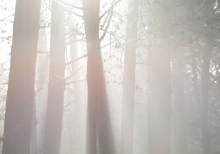 Sun rays penetrate the thickets of a quiet forest, thick fog, tall trees, sunlight, foggy, flooded