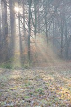 Rays of light fall through trees in the mist onto the forest floor, copper beeches with remnants of