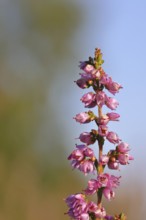 Flowering heather (Calluna vulgaris), heather, Trupacher Heide nature reserve, Siegen, North