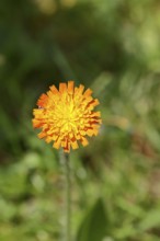 Orange hawkweed, orange-red hawkweed (Hieracium aurantiacum), flower on a rough meadow, Wilnsdorf,