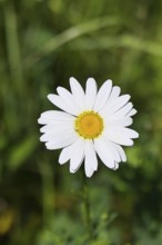 Daisy (Leucanthemum vulgare), flower in a meadow, close-up, macro, Wilnsdorf, North