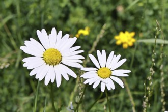 Low-nutrient meadow daisy Low-nutrient meadow daisy (Chrysanthemum leucanthemum), flowers in a