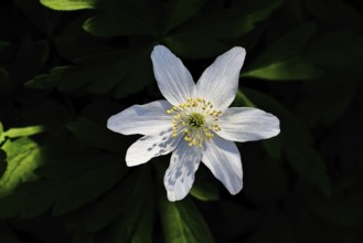 Wood anemone (Anemone nemorosa), flower, close-up, Wilnsdorf, North Rhine-Westphalia, Germany