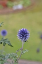 Blue globe thistle (Echinops ritro), flower, ornamental plant in a garden, Wilnsdorf, North
