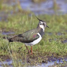 Lapwing (Vanellus vanellus), in splendid plumage, foraging in a marshy meadow, wildlife, Lembruch,