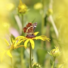 Land carder (Araschnia levana), summer generation, closed wings, underside of wings, on a flower of